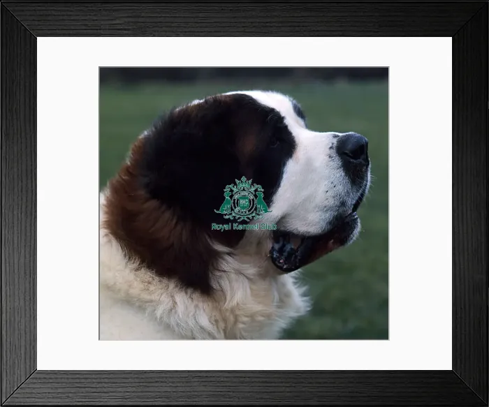 Framed Print : St. Bernard Framed Print : St. Bernard