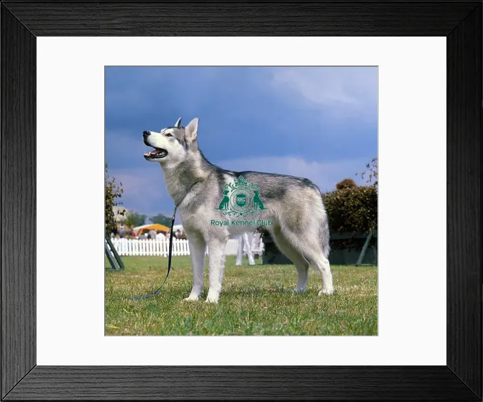 Framed Print : Siberian Husky