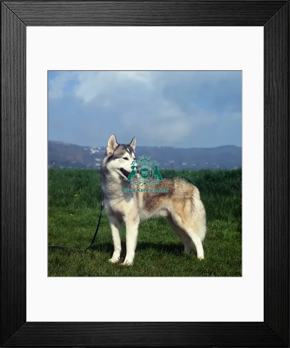 Framed Print : Siberian Husky Framed Print : Siberian Husky