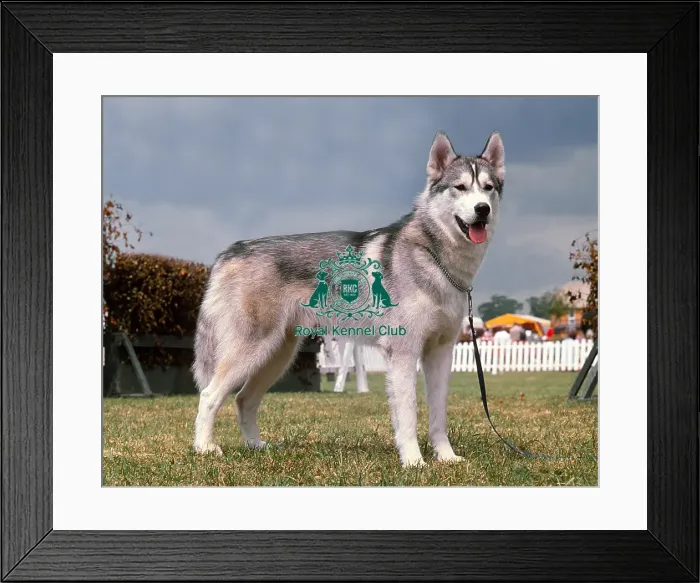 Framed Print : Siberian Husky Framed Print : Siberian Husky
