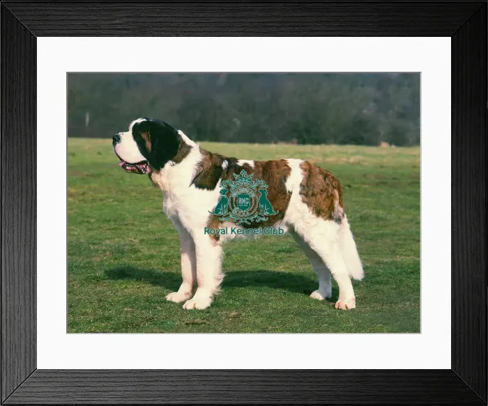 Framed Print : St. Bernard Framed Print : St. Bernard