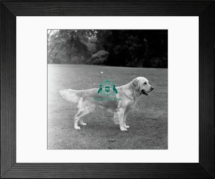 Framed Print : Janville Tempestuous at Linchael - photo by Diane Pearce Framed Print : Janville Tempestuous at Linchael - photo by Diane Pearce