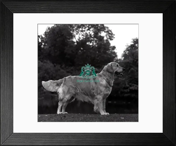 Framed Print : Retriever-Golden