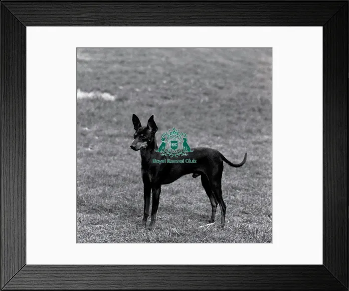 Framed Print : English Toy Terrier Framed Print : English Toy Terrier