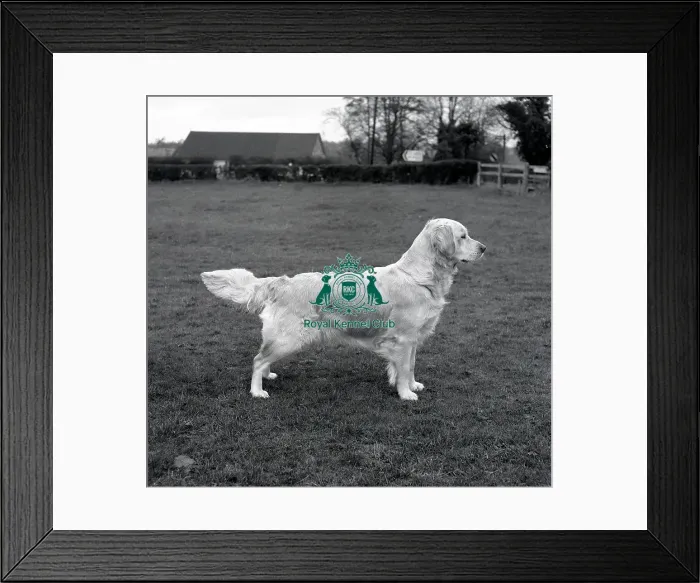 Framed Print : Retriever-Golden