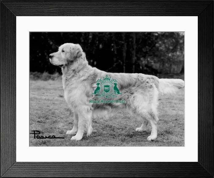 Framed Print : Retriever-Golden