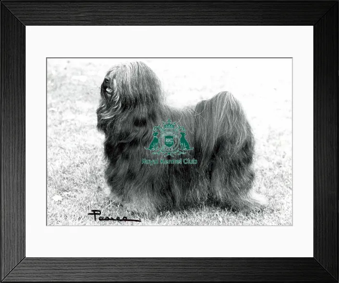 Framed Print : Tibetan Terrier Framed Print : Tibetan Terrier