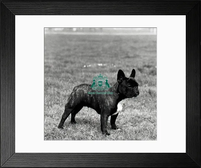 Framed Print : French Bulldog Framed Print : French Bulldog