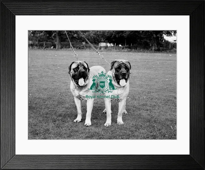 Framed Print : Mastiff. Ch Copenore Rab and Ch Hollesley Marushlas Dagda Framed Print : Mastiff. Ch Copenore Rab and Ch Hollesley Marushlas Dagda