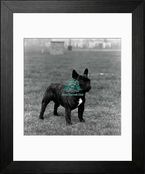 Framed Print : French Bulldog