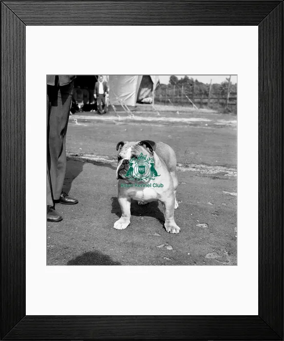 Framed Print : Bulldog. Ch Beechlyn Golden Nugget of Denbrough Framed Print : Bulldog. Ch Beechlyn Golden Nugget of Denbrough