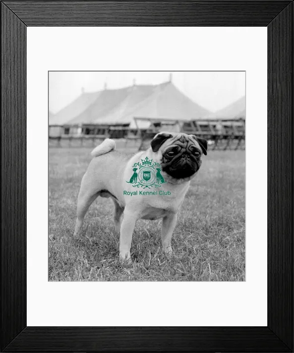 Framed Print : Pug. Pro Bono Pyebeta Framed Print : Pug. Pro Bono Pyebeta