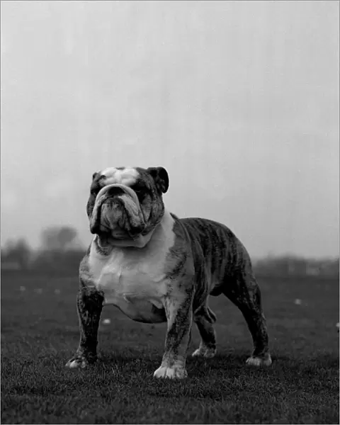 Bulldog. Ch Tyegarth Jacob of Kelloe