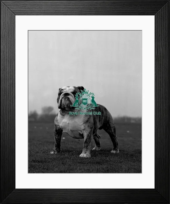 Framed Print : Bulldog. Ch Tyegarth Jacob of Kelloe Framed Print : Bulldog. Ch Tyegarth Jacob of Kelloe