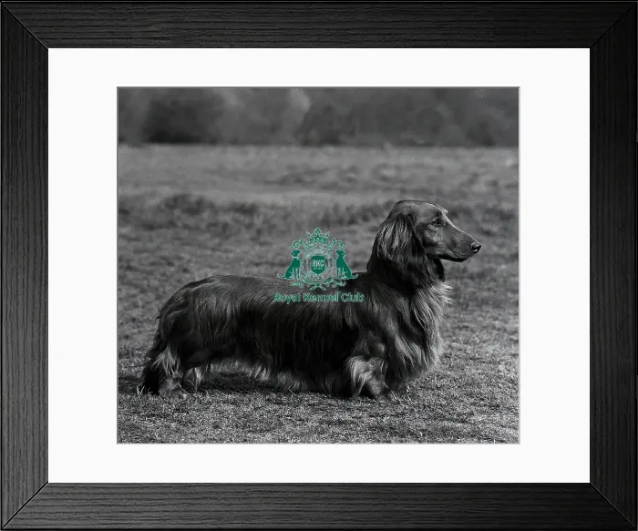 Framed Print : Dachshund-Longhaired Framed Print : Dachshund-Longhaired