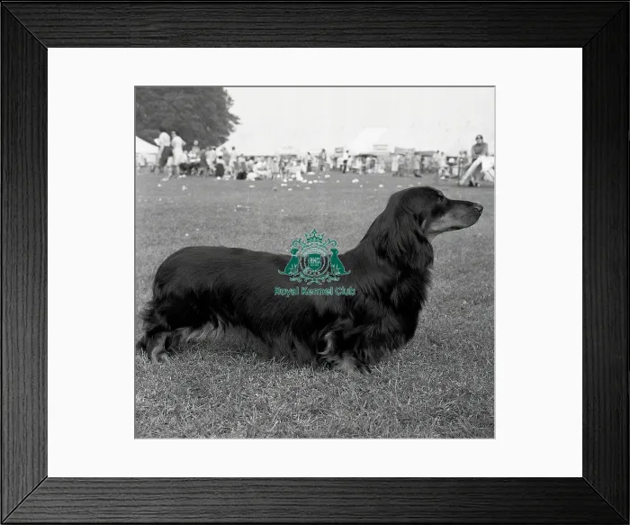 Framed Print : Dachshund (Long Haired) Framed Print : Dachshund (Long Haired)