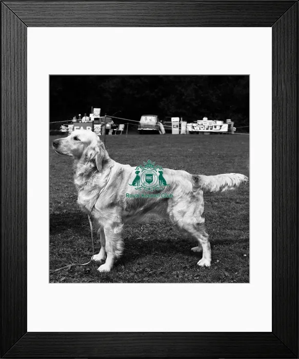 Framed Print : Retriever- Golden Framed Print : Retriever- Golden