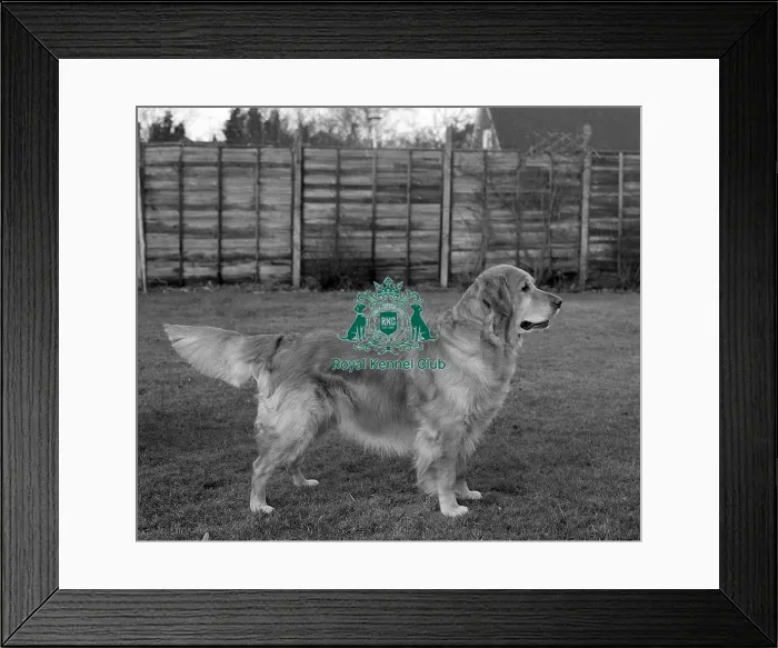 Framed Print : Retriever (Golden)