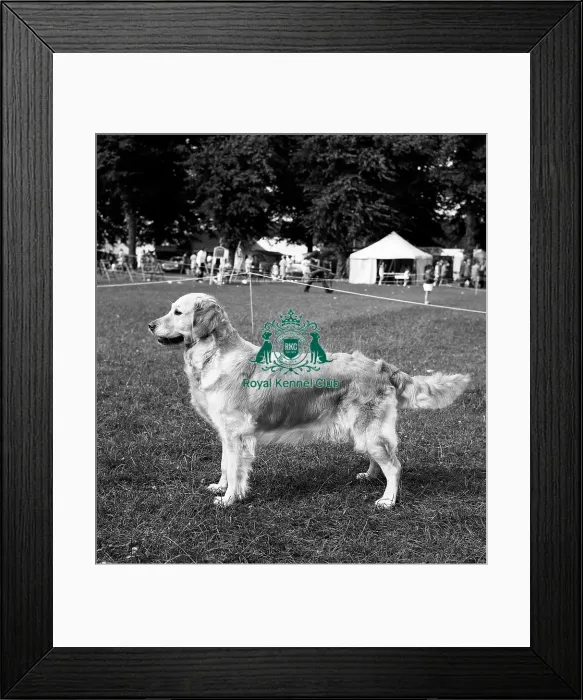 Framed Print : Retriever- Golden