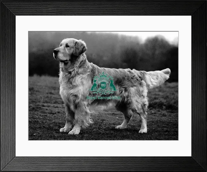 Framed Print : Retriever- Golden Framed Print : Retriever- Golden