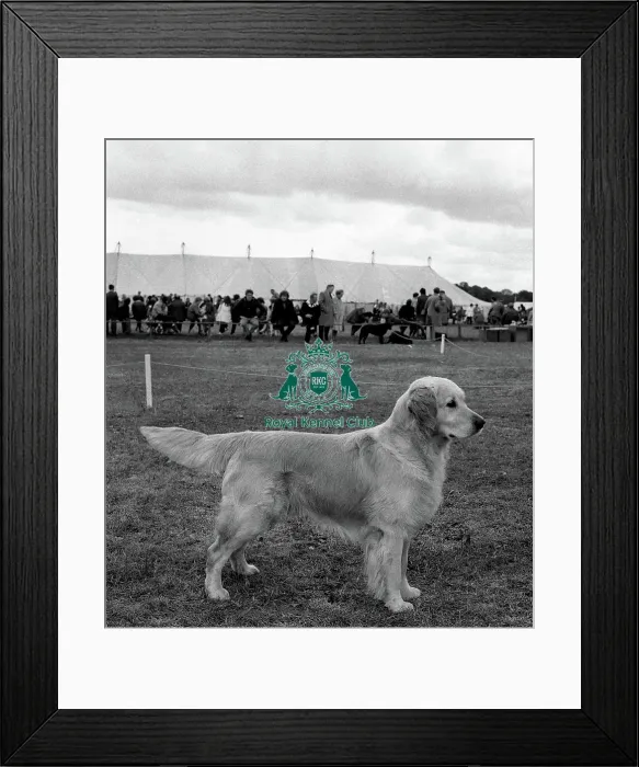 Framed Print : Retriever- Golden