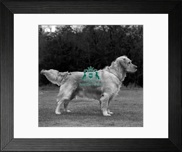 Framed Print : Retriever- Golden Framed Print : Retriever- Golden