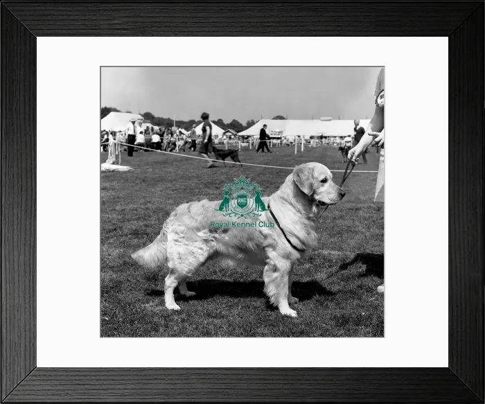 Framed Print : Retriever- Golden Framed Print : Retriever- Golden