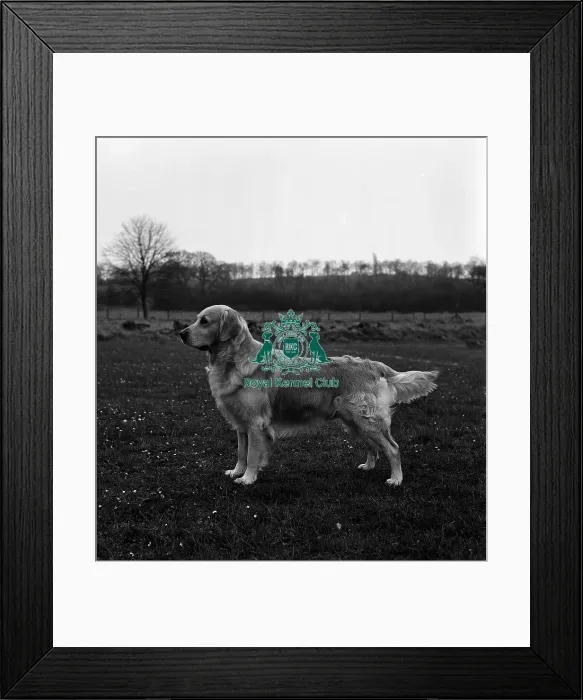 Framed Print : Retriever- Golden