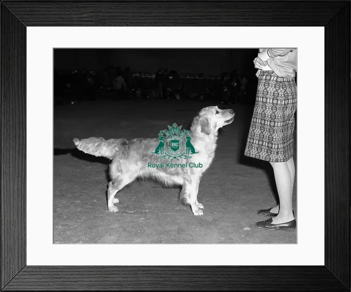 Framed Print : Retriever- Golden Framed Print : Retriever- Golden