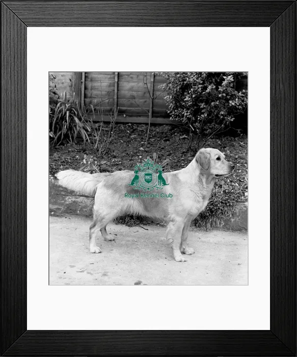 Framed Print : Retriever- Golden