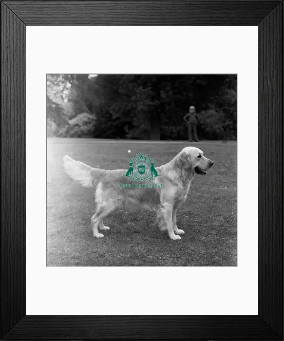 Framed Print : Retriever- Golden