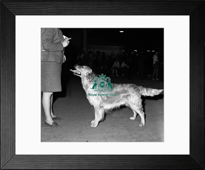 Framed Print : Retriever- Golden