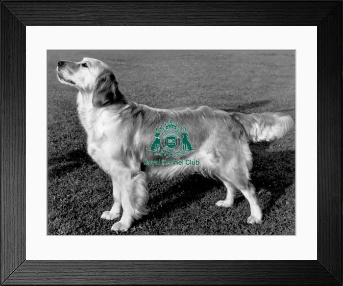 Framed Print : Retriever- Golden