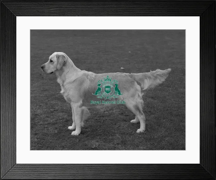 Framed Print : Retriever- Golden Framed Print : Retriever- Golden