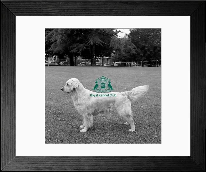 Framed Print : Retriever (Golden) Framed Print : Retriever (Golden)