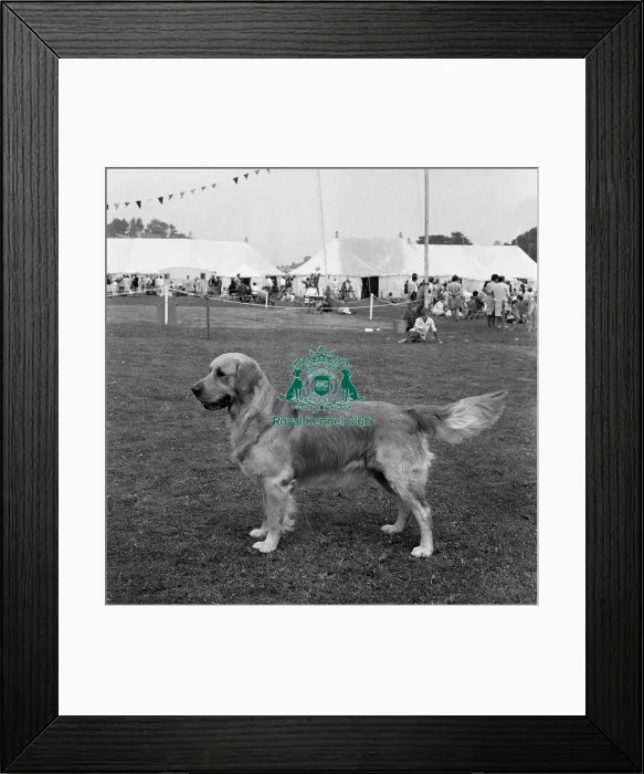 Framed Print : Retriever- Golden Framed Print : Retriever- Golden