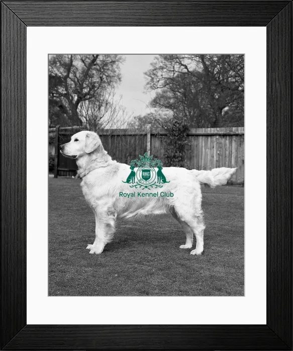Framed Print : Retriever (Golden) Framed Print : Retriever (Golden)