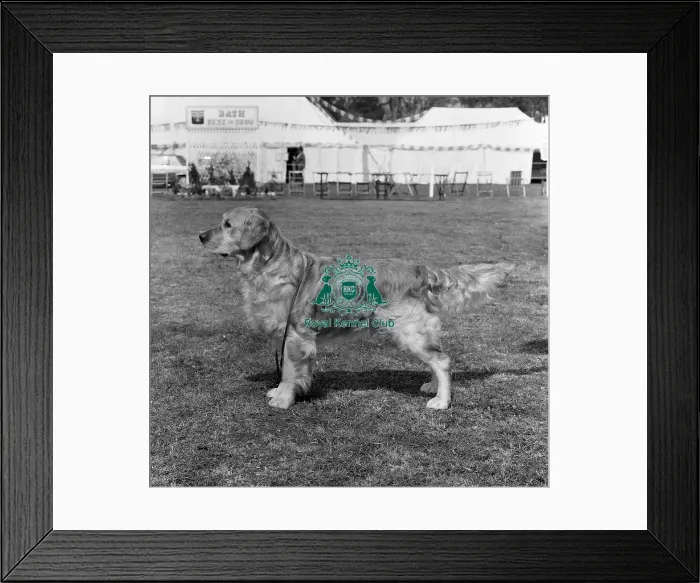 Framed Print : Retriever- Golden