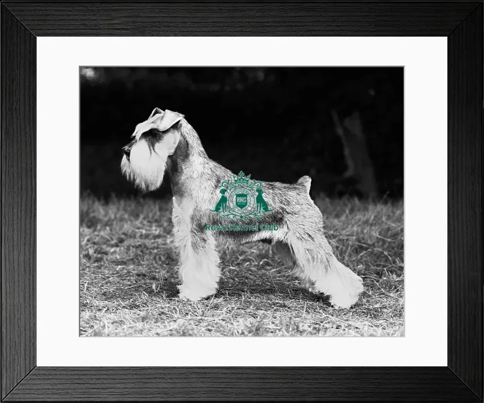 Framed Print : Schnauzer- Mini