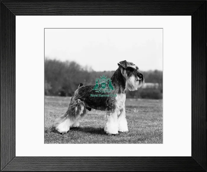 Framed Print : Schnauzer- Mini Framed Print : Schnauzer- Mini