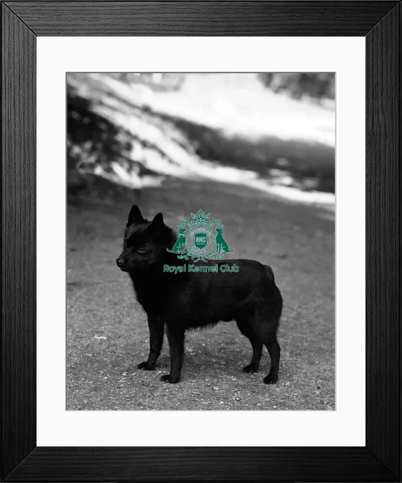 Framed Print : Schipperke