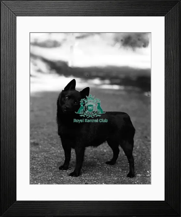 Framed Print : Schipperke