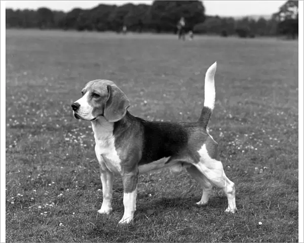Beagle. Ch Beacott Buckthorn
