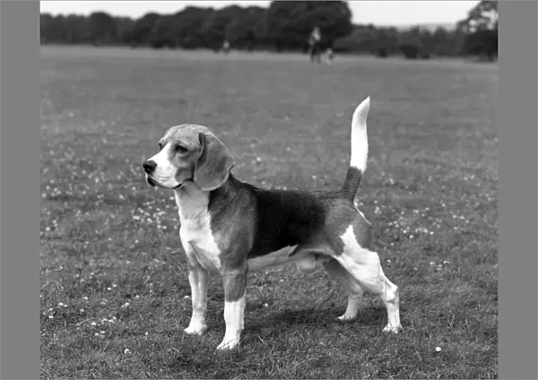 Beagle. Ch Beacott Buckthorn
