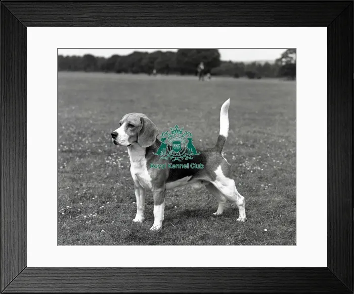 Framed Print : Beagle. Ch Beacott Buckthorn Framed Print : Beagle. Ch Beacott Buckthorn