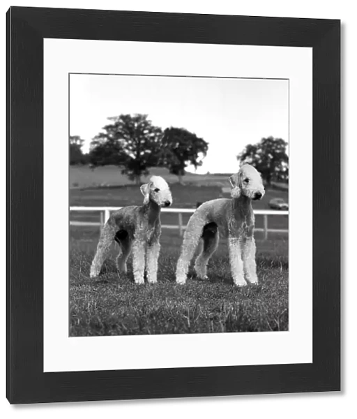 Bedlington Terriers