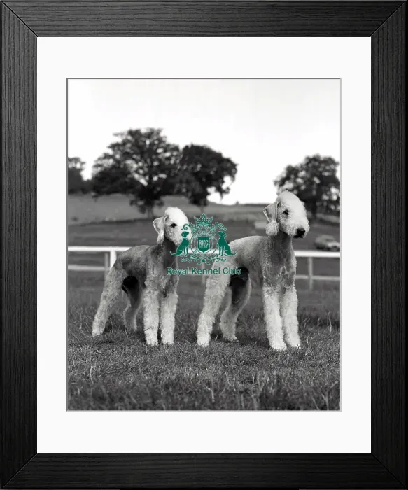 Framed Print : Bedlington Terriers Framed Print : Bedlington Terriers