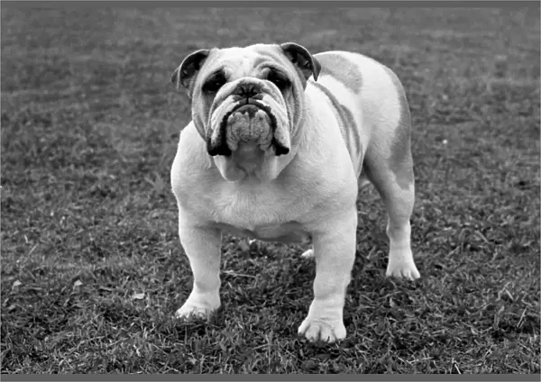 Bulldog. CH Portfield So Small