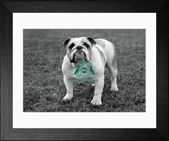 Framed Print : Bulldog. CH Portfield So Small Framed Print : Bulldog. CH Portfield So Small