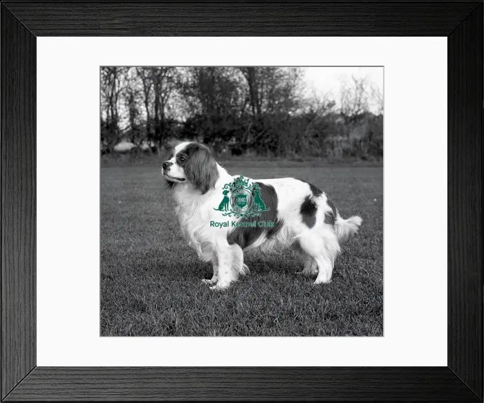 Framed Print : Cavalier King Charles Spaniel